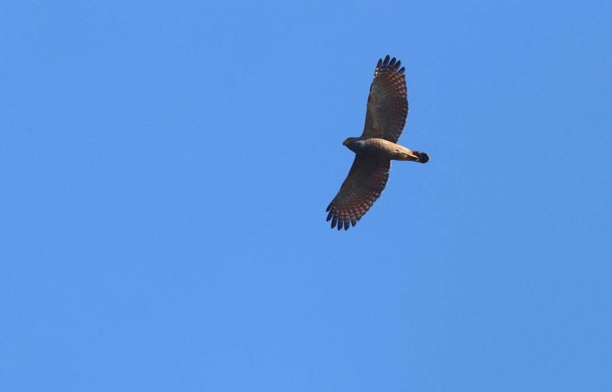Roadside Hawk - ML645866842
