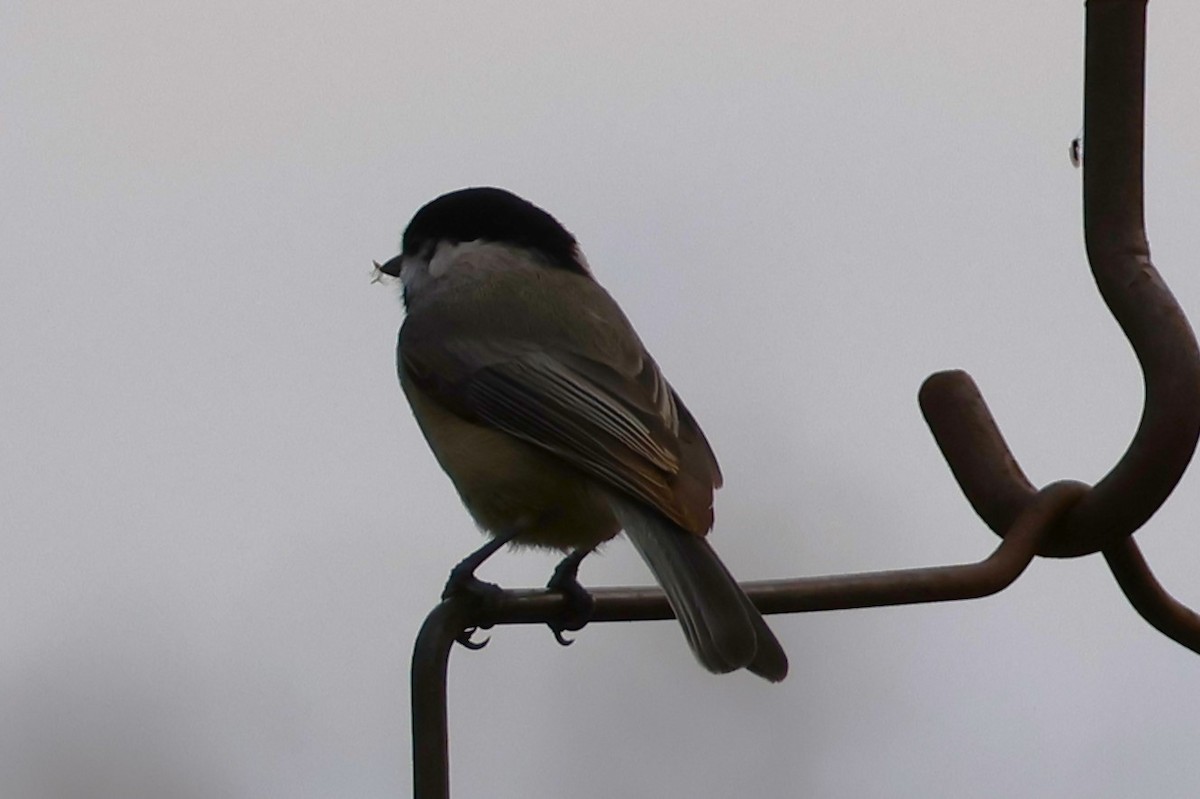 Carolina Chickadee - ML645866846