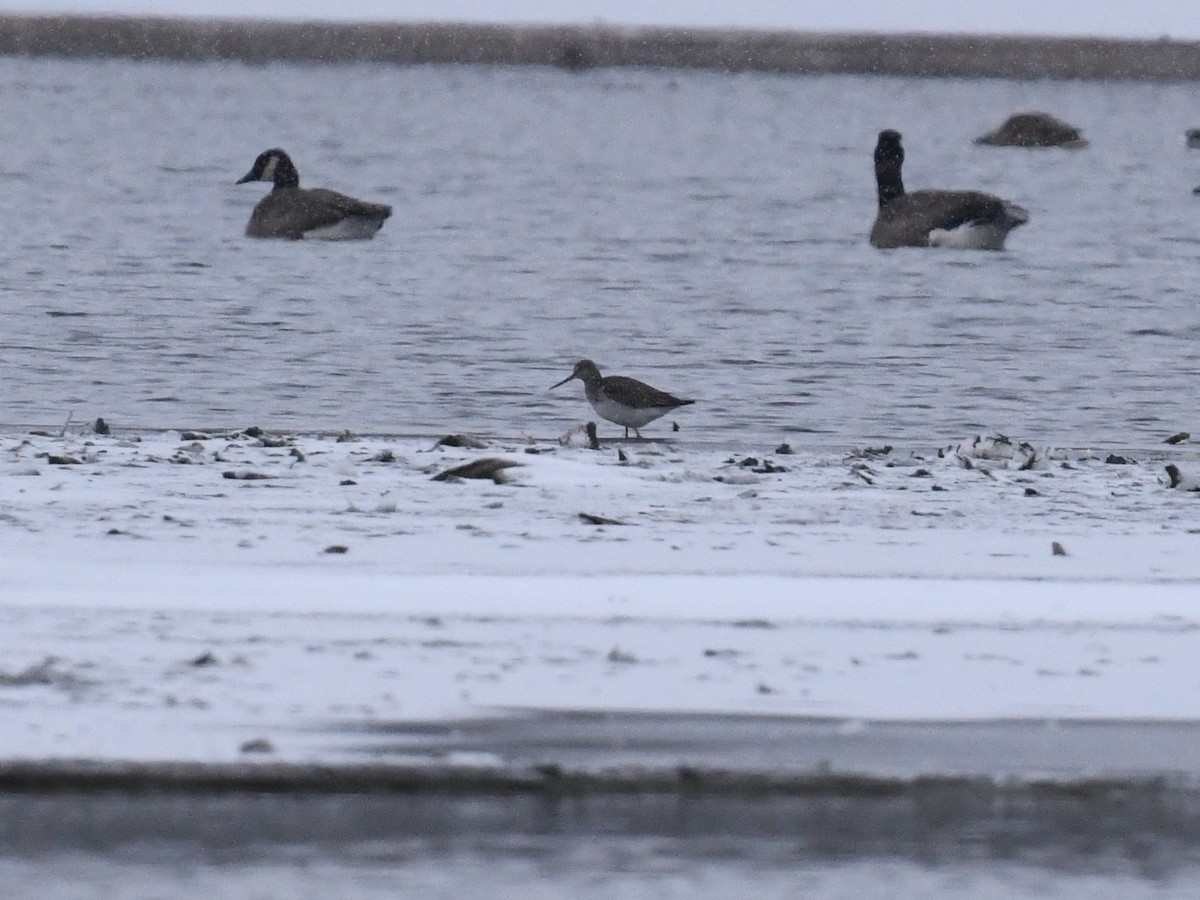 vodouš velký - ML645866847