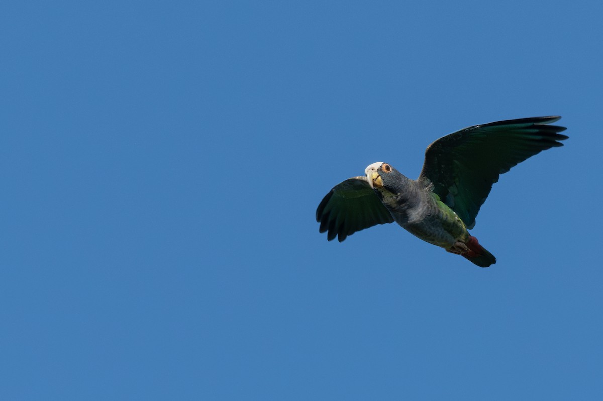 White-crowned Parrot - ML645866852