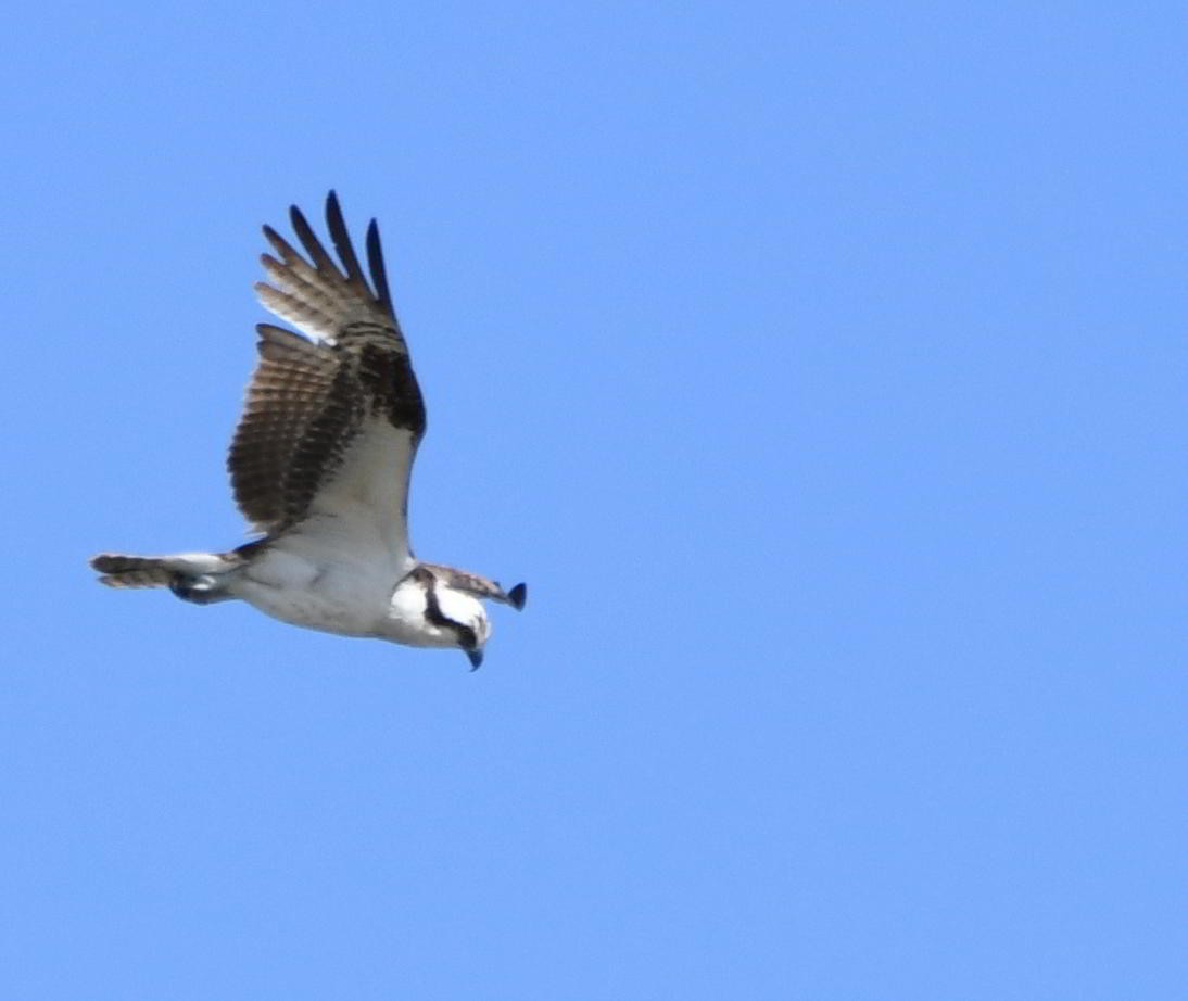 Osprey - ML645866854