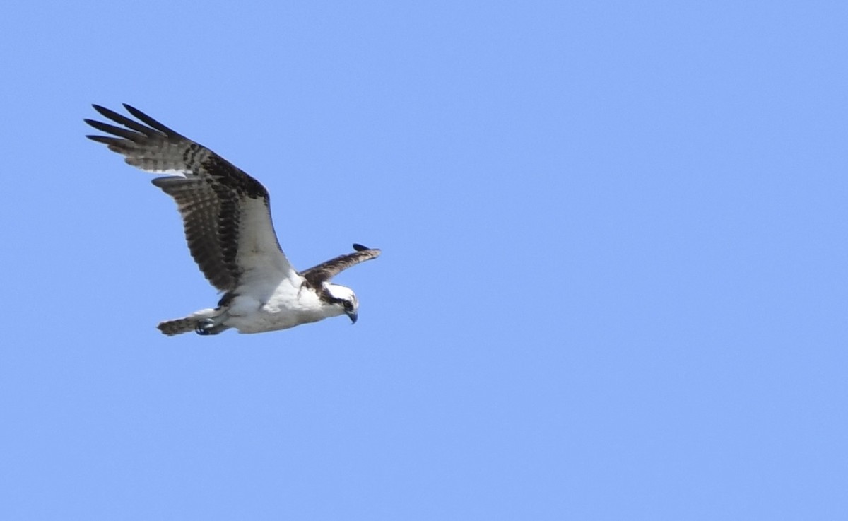 Osprey - ML645866855