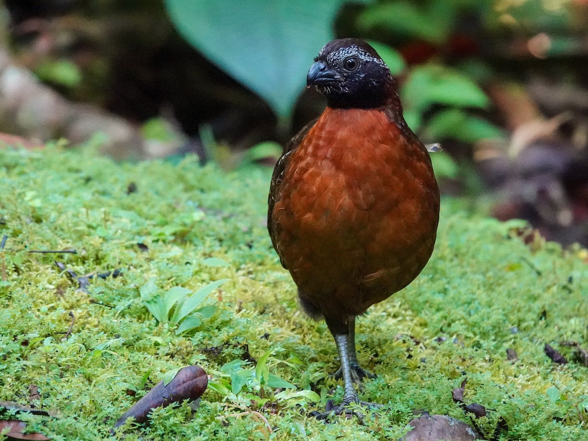 Rufous-breasted Wood-Quail - ML645866858