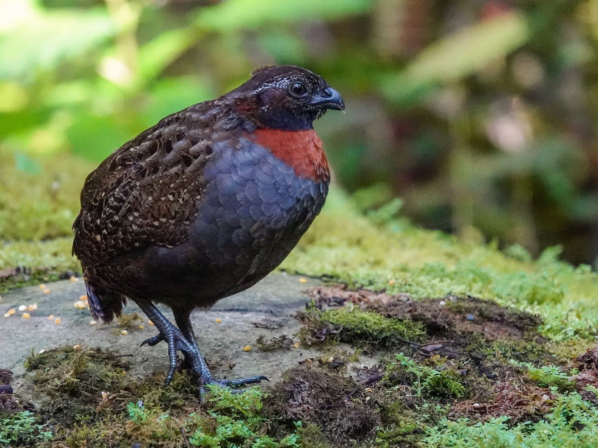 Rufous-breasted Wood-Quail - ML645866859