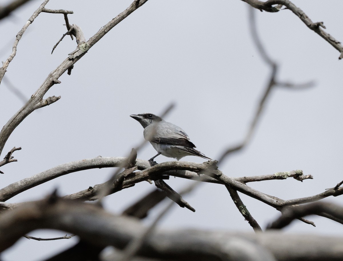 Black-faced Cuckooshrike - ML645866867