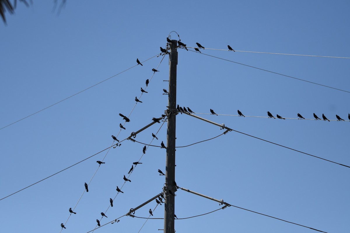 Boat-tailed Grackle - ML645866881