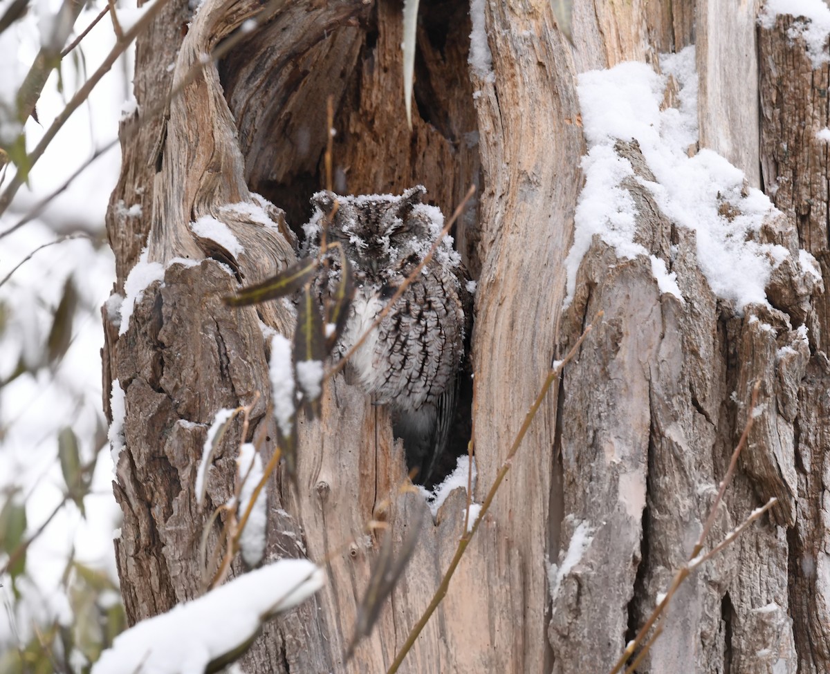 výreček americký - ML645866885