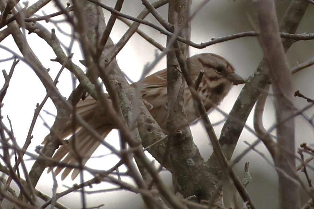 Song Sparrow - ML645866889
