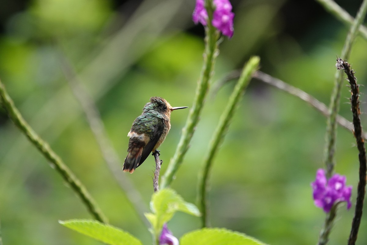 Колібрі-кокетка довгочубий - ML645866899