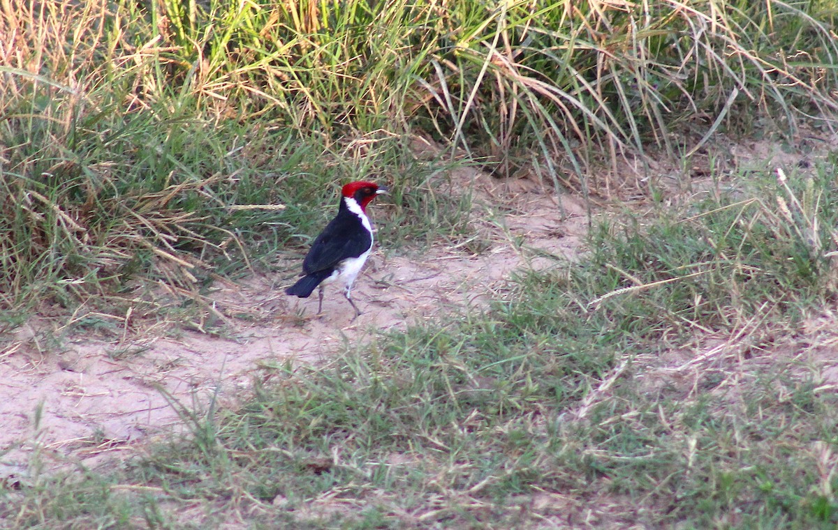 Masked Cardinal - ML645866903