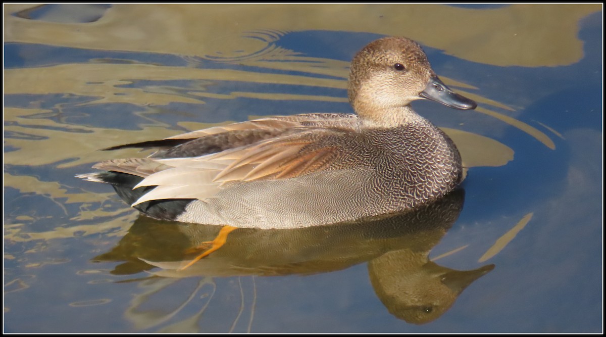 Boz Ördek - ML645866906