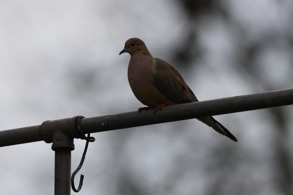 Mourning Dove - ML645866907