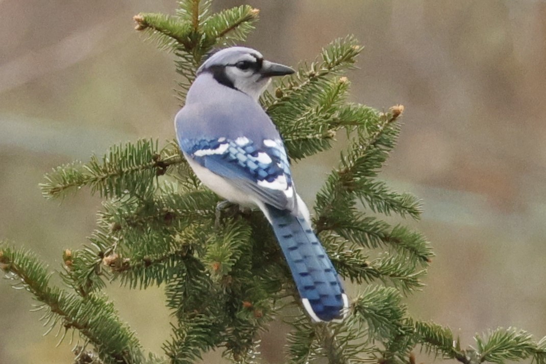Blue Jay - ML645866923