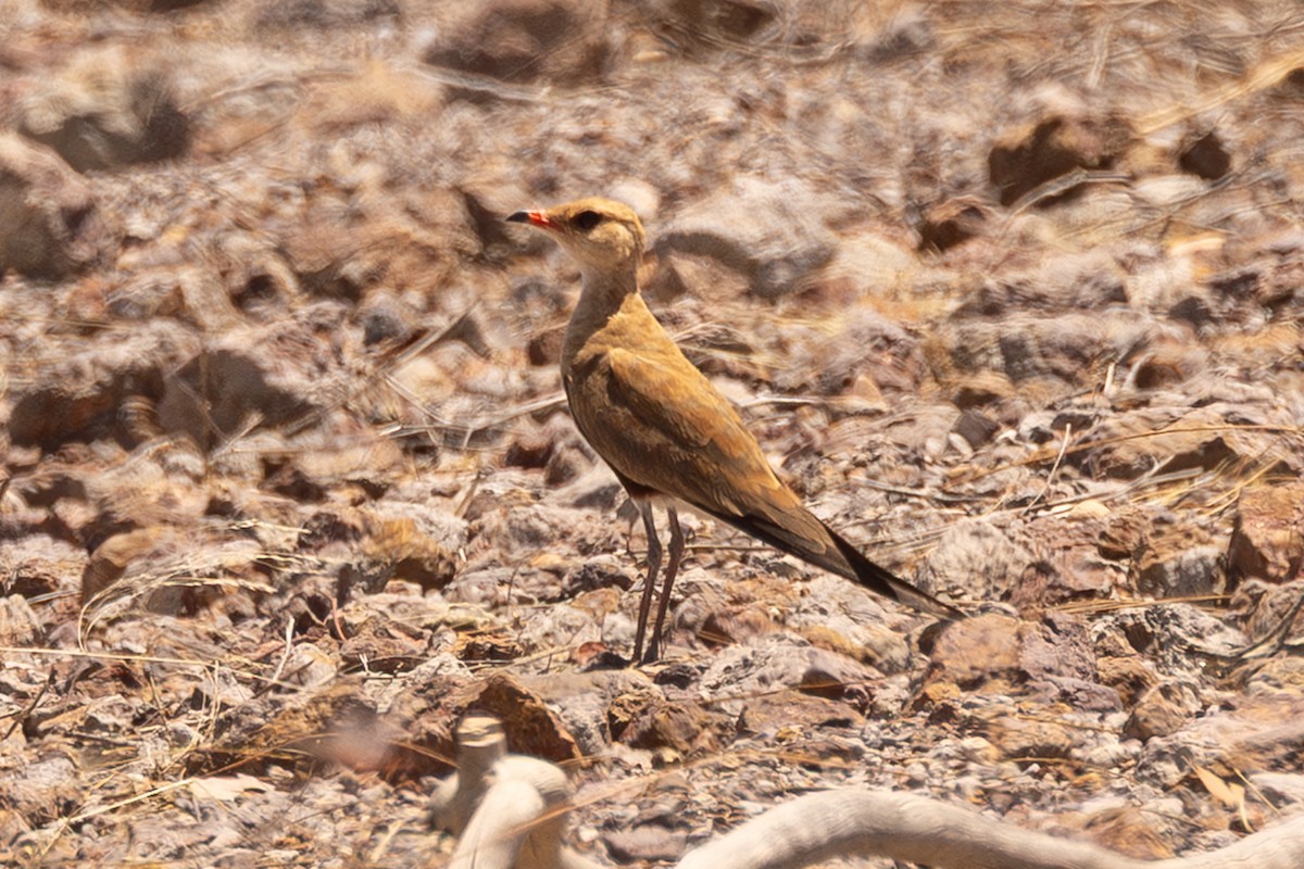 Australian Pratincole - ML645866927