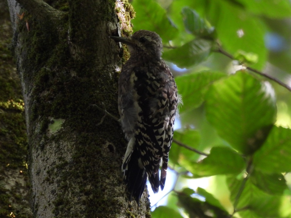 Yellow-bellied Sapsucker - ML645866933