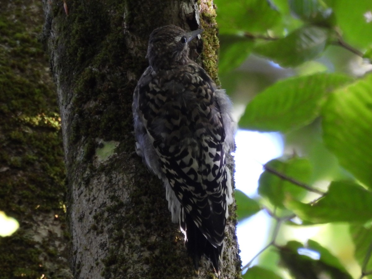 Yellow-bellied Sapsucker - ML645866934