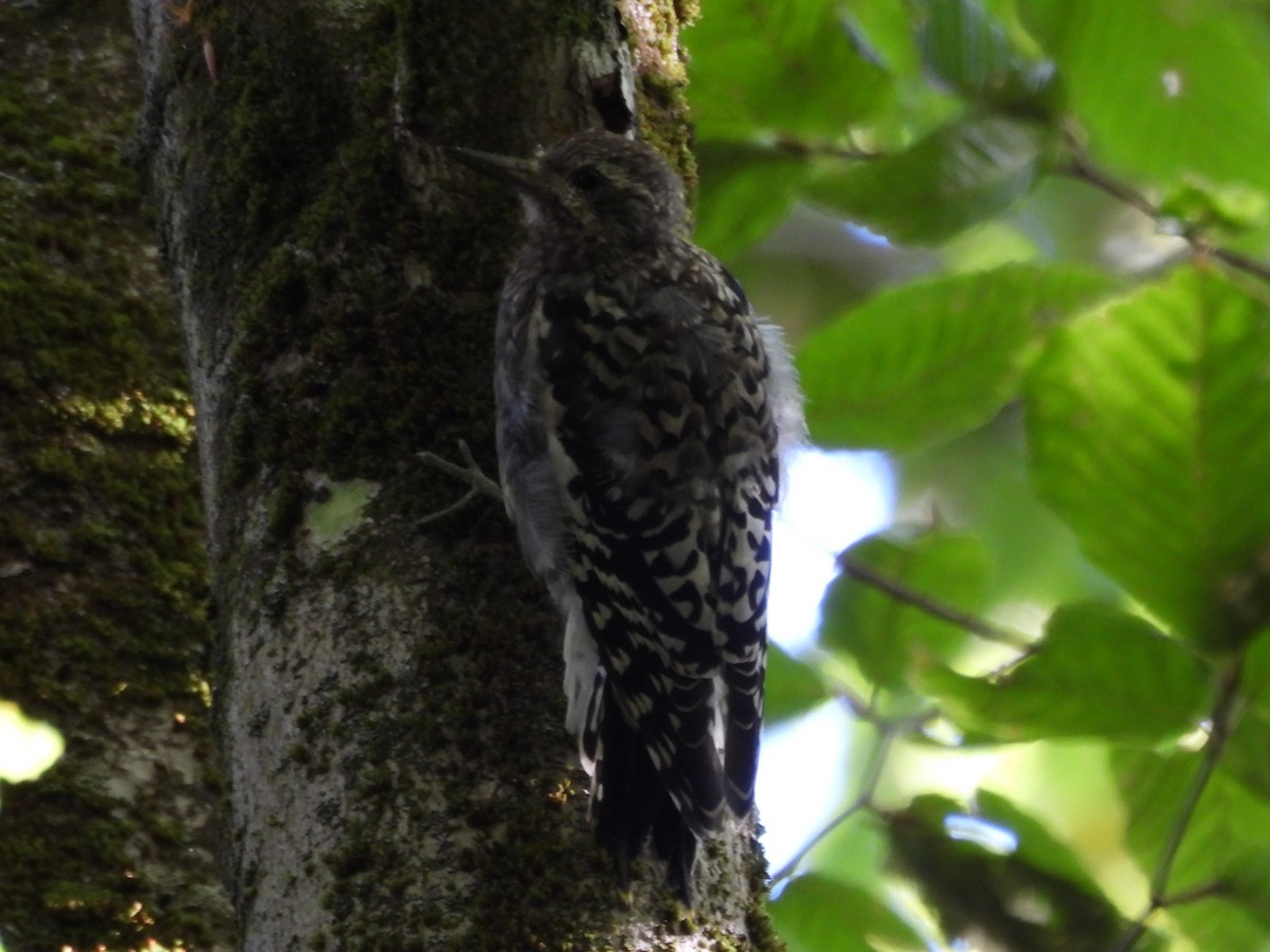 Yellow-bellied Sapsucker - ML645866935