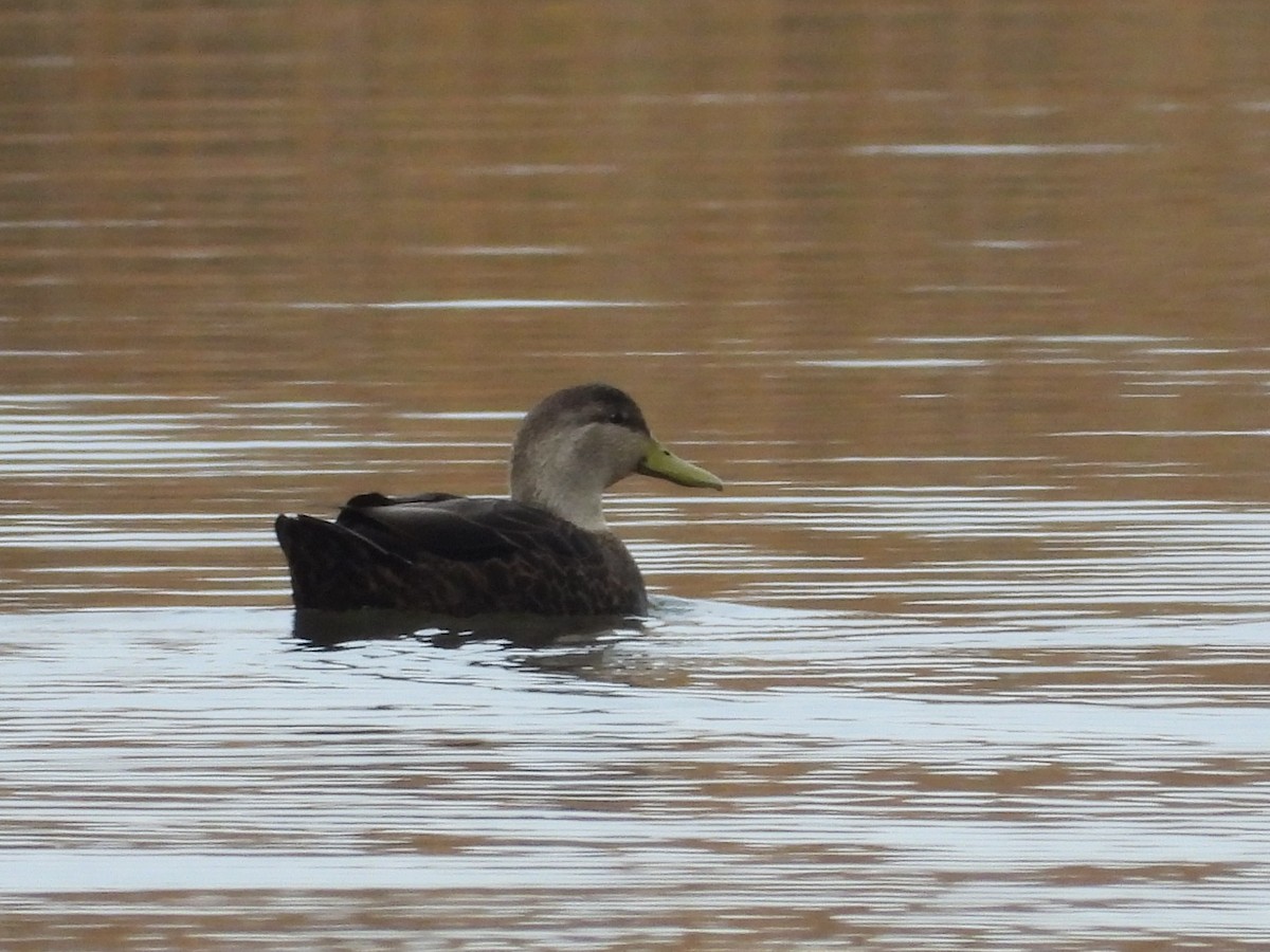 rødfotand - ML645866937