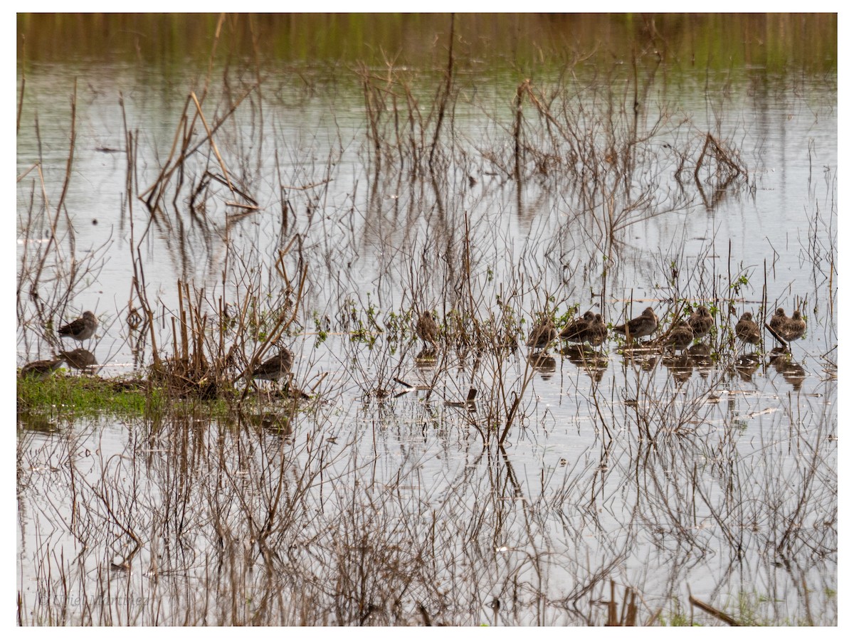 Long-billed Dowitcher - ML645866945