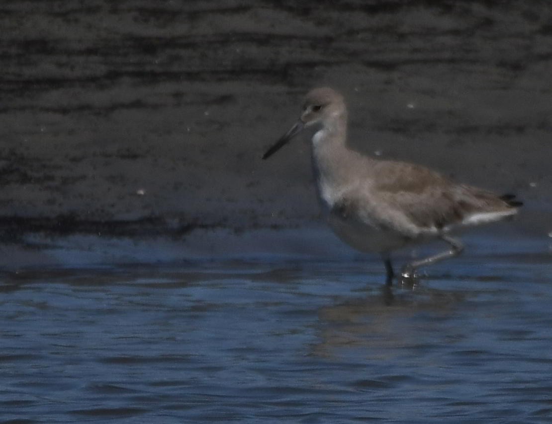Willet - ML645866946