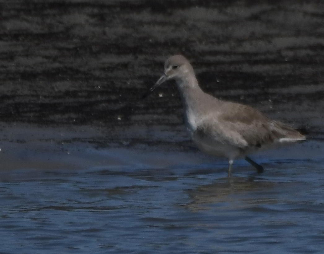 Willet - ML645866947