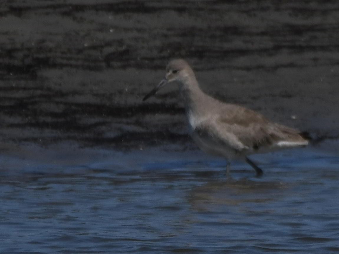 Willet - ML645866948