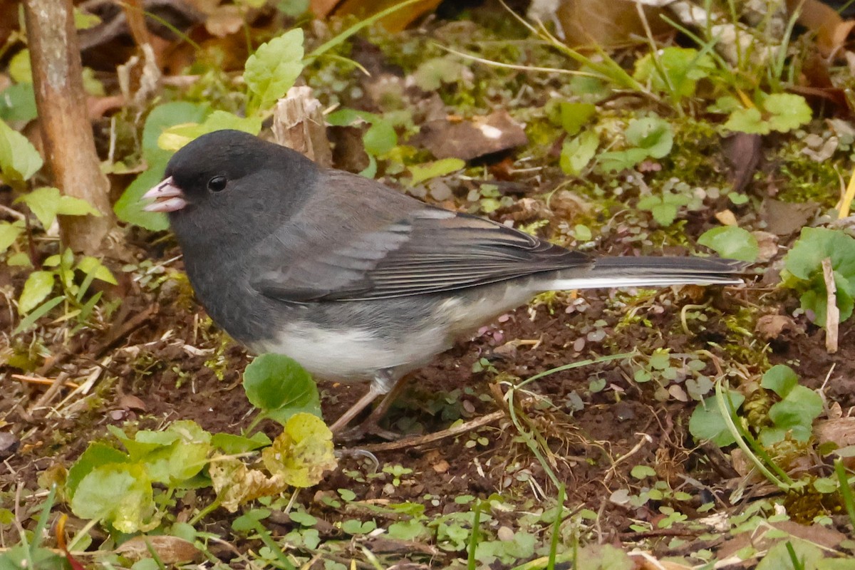 Dark-eyed Junco - ML645866949