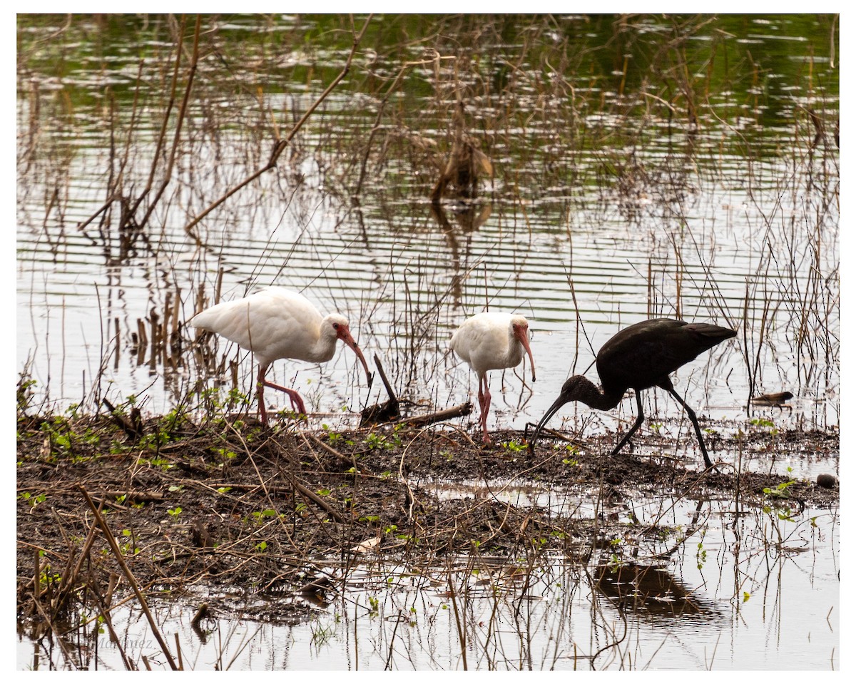 White Ibis - ML645866950
