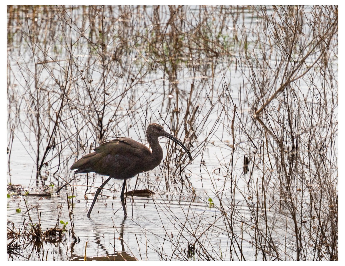 Beltzaran musuzuria - ML645866953