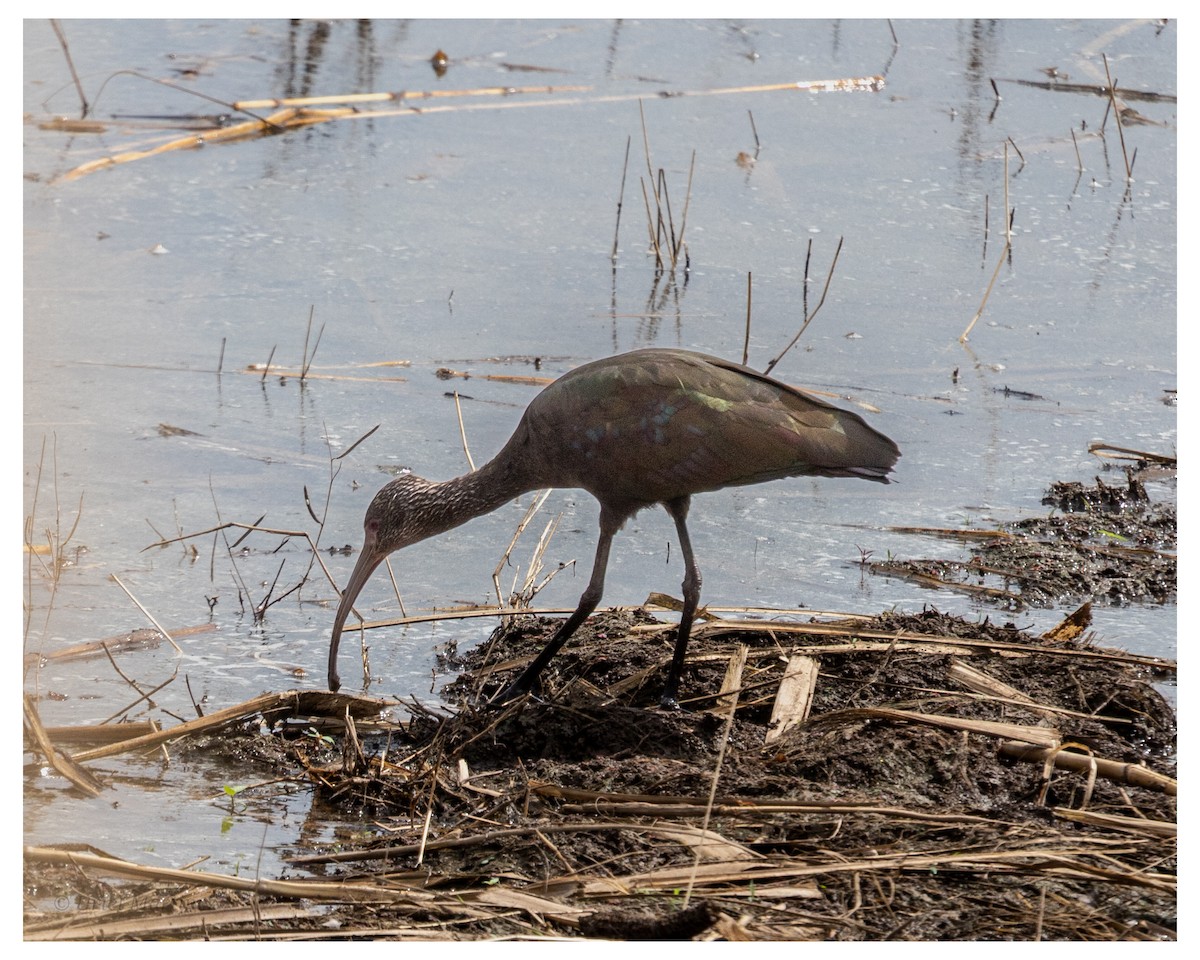 Beltzaran musuzuria - ML645866954