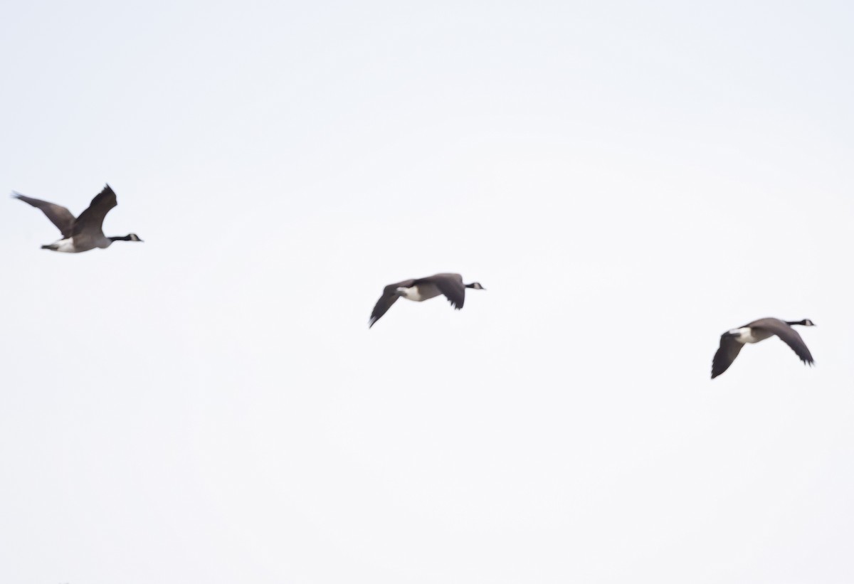 Canada Goose - ML645866956