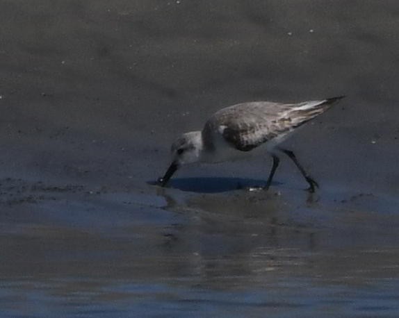 Песчанка - ML645866959