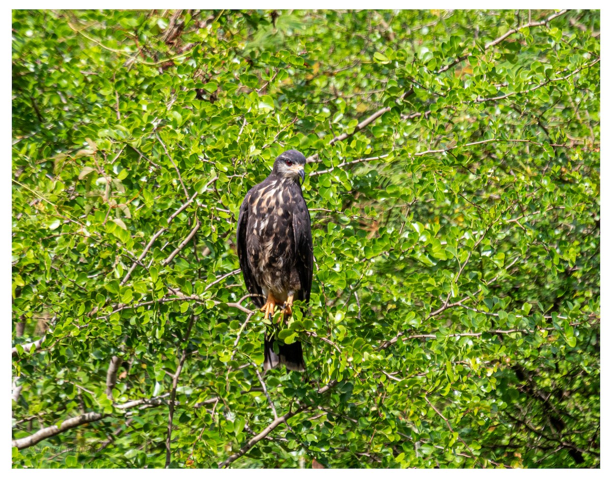 Snail Kite - ML645866962