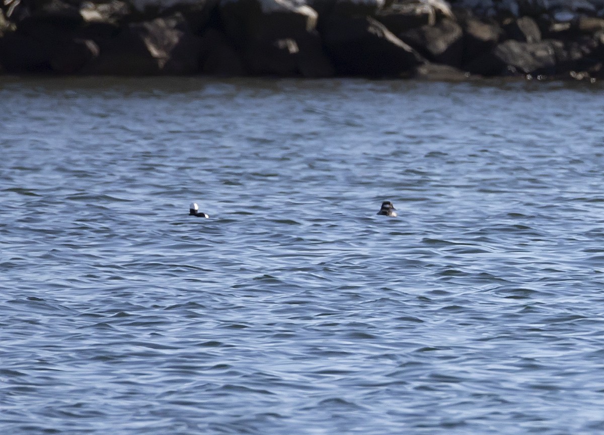 Bufflehead - ML645866965