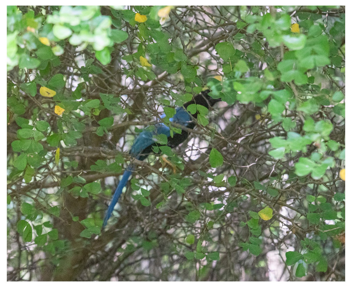 Yucatan Jay - ML645866966