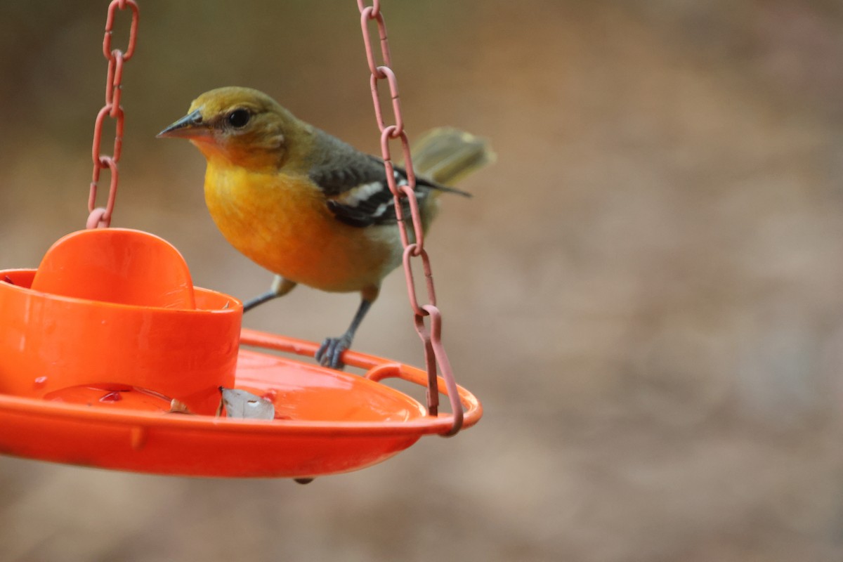 Балтиморский трупиал - ML645866967