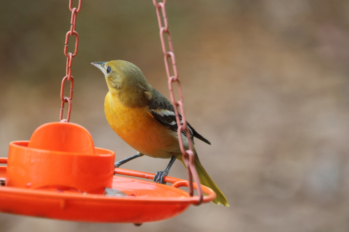 Балтиморский трупиал - ML645866968