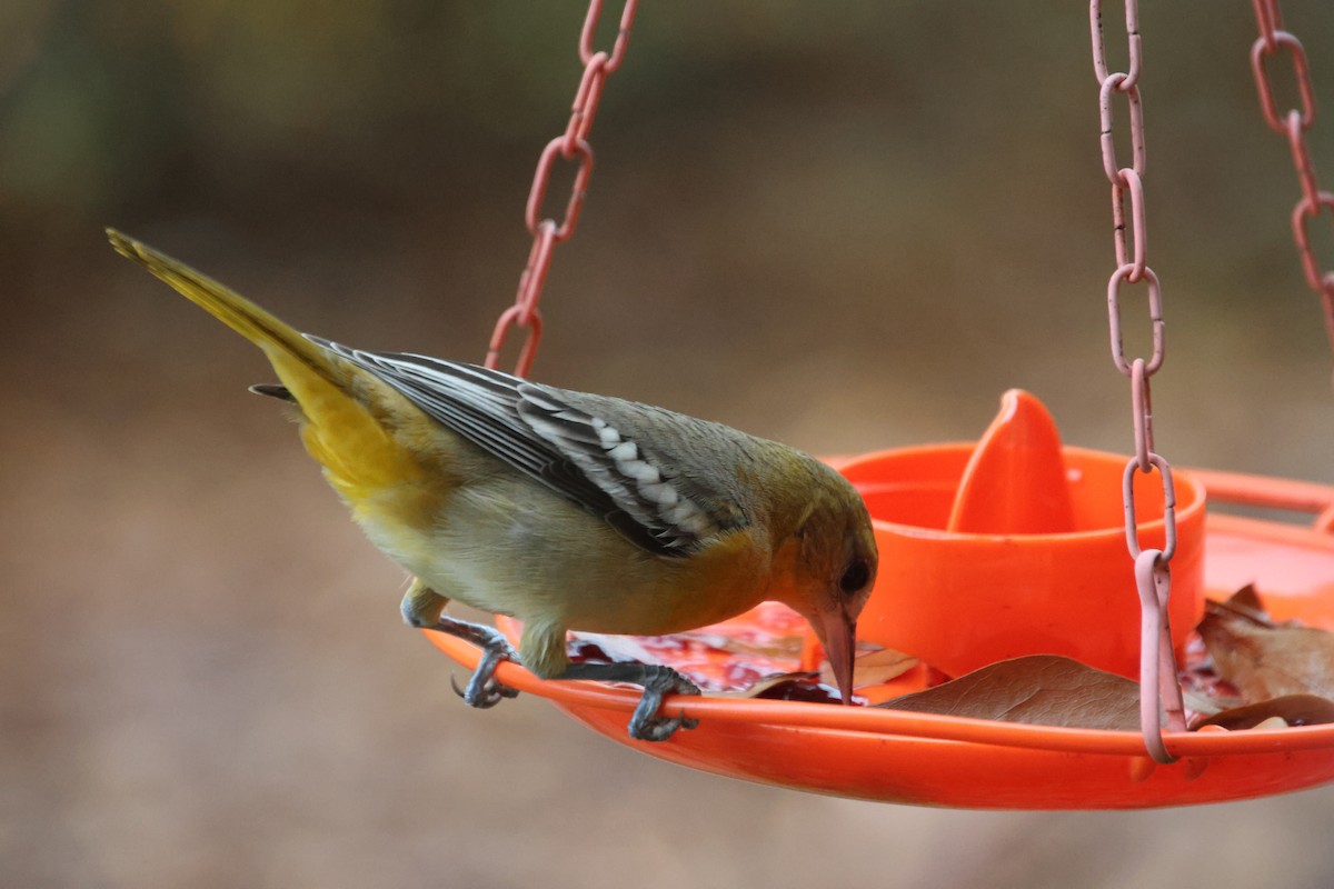 Балтиморский трупиал - ML645866969