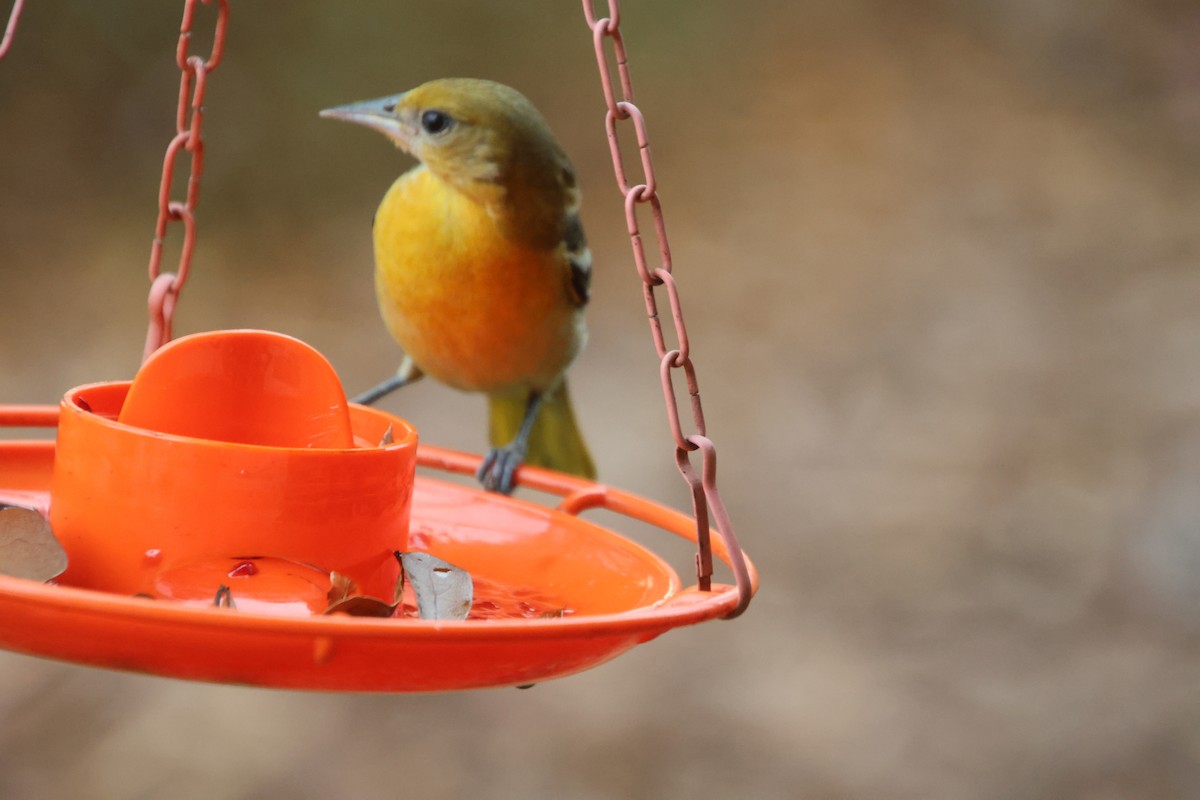 Балтиморский трупиал - ML645866970