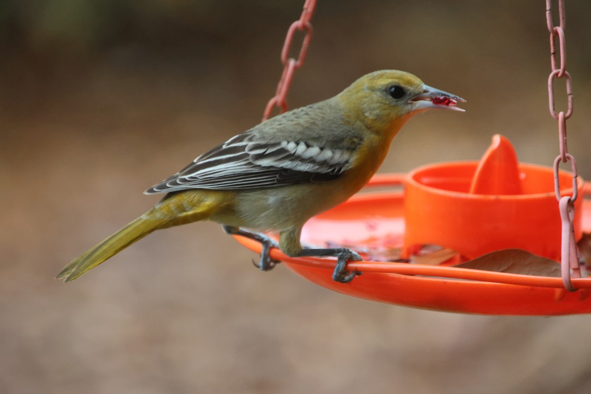 Балтиморский трупиал - ML645866971