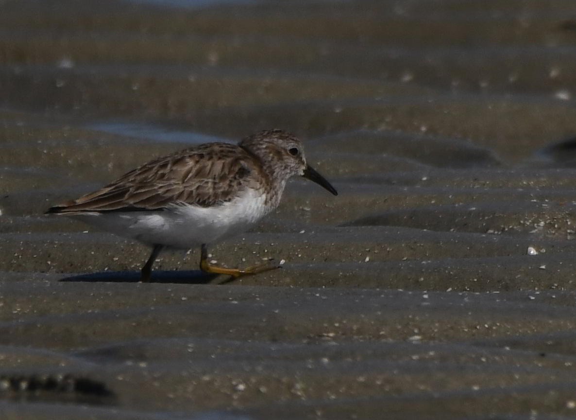 Least Sandpiper - ML645866972
