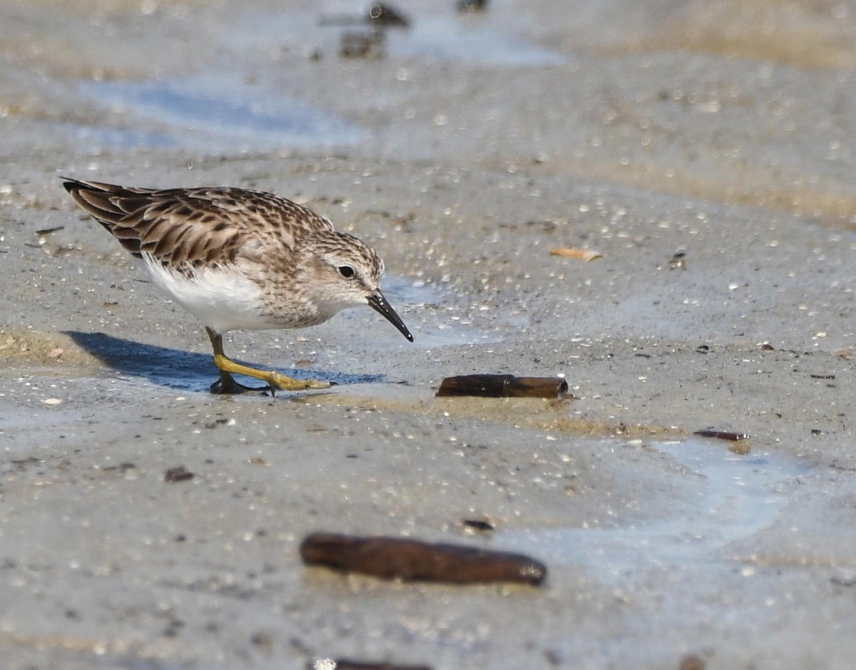 Least Sandpiper - ML645866973