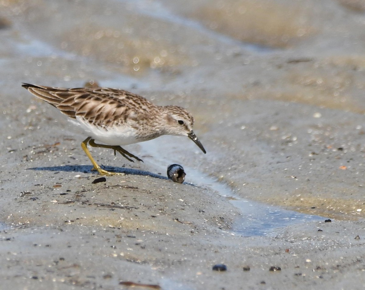 Least Sandpiper - ML645866974