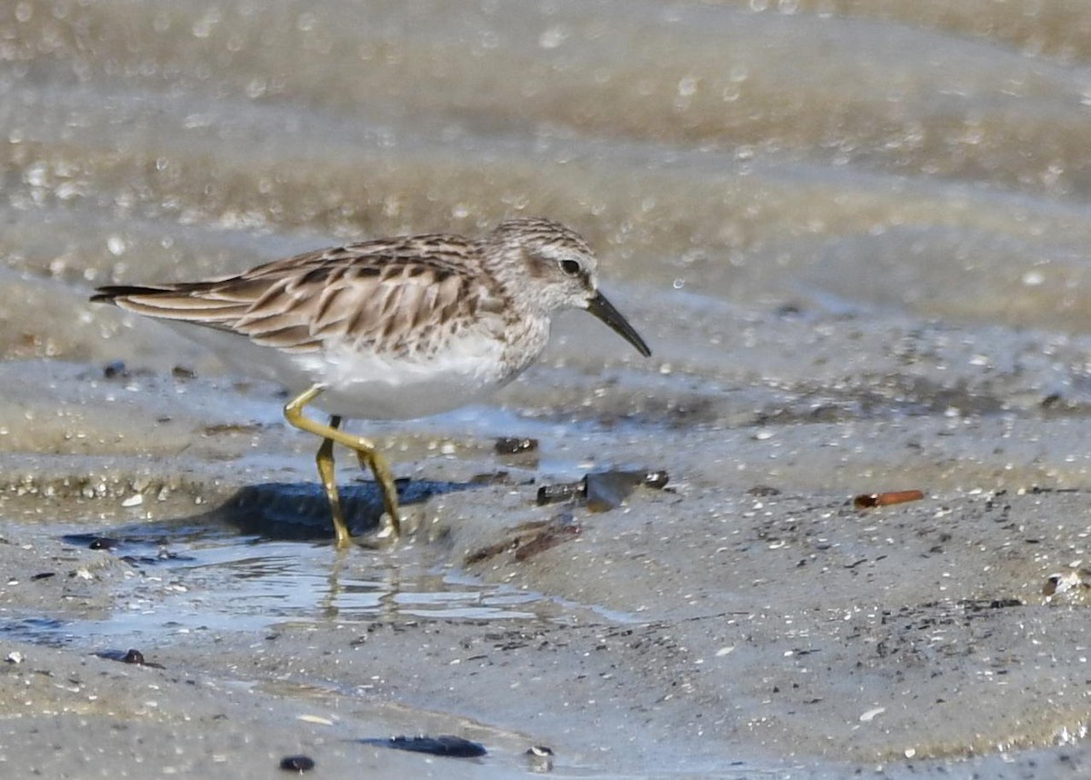 Least Sandpiper - ML645866975