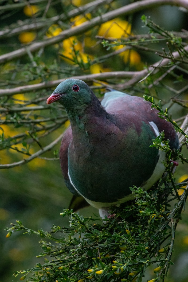 New Zealand Pigeon - ML645866981