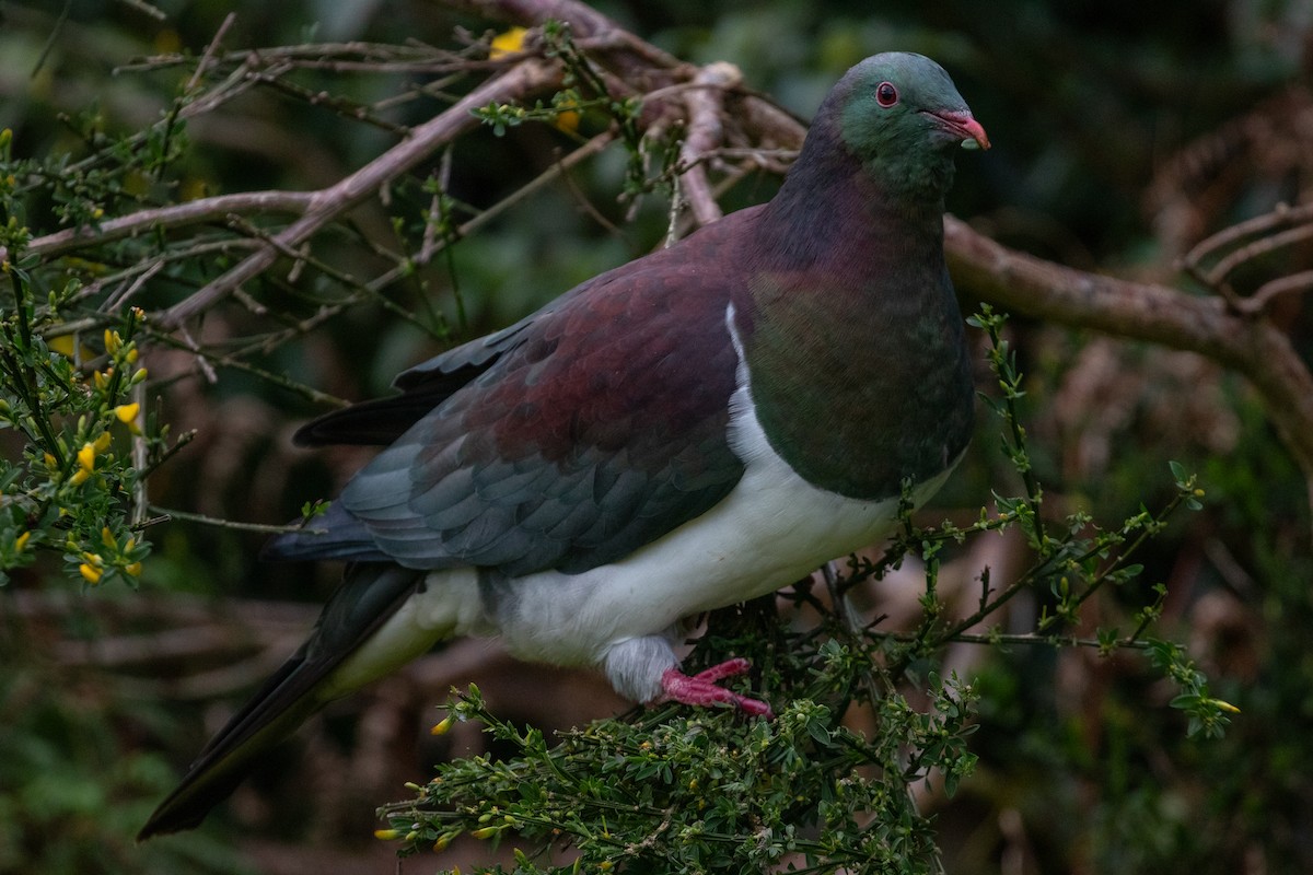 New Zealand Pigeon - ML645866982