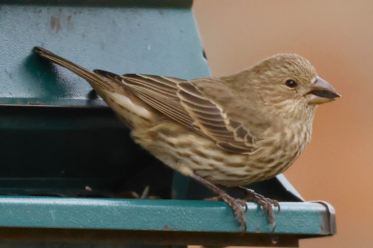House Finch - ML645866983