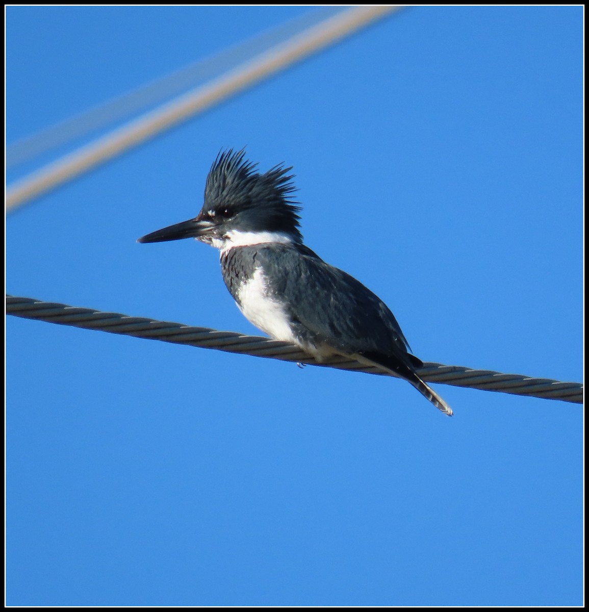 שלדג אמריקני - ML645866986