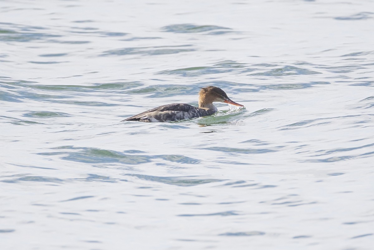 Zerra ertaina - ML645866989