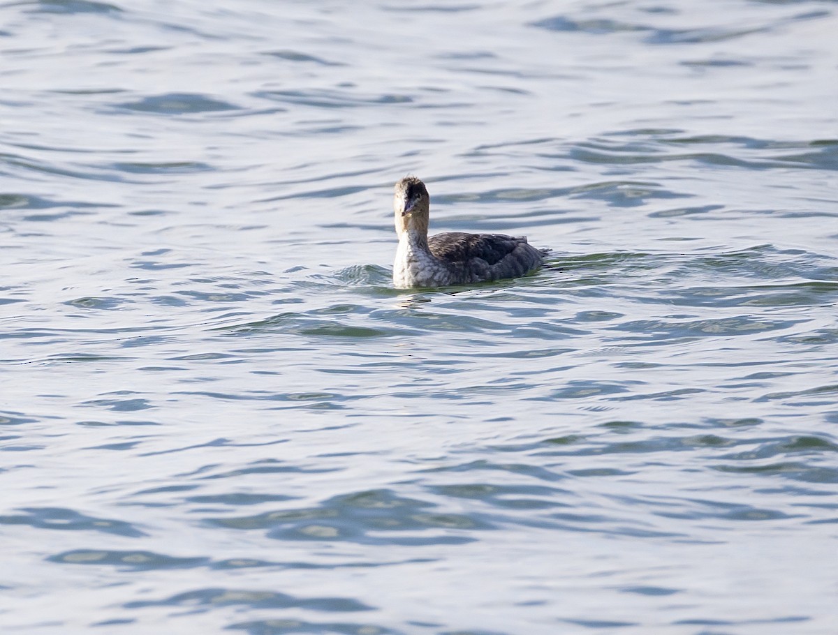 Zerra ertaina - ML645866990